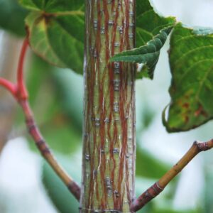 ACER grosseri 'Hersii'