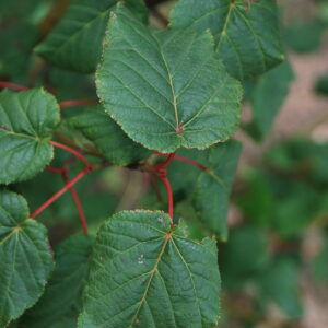 ACER rufinerve