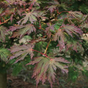 ACER japonicum 'Aconitifolium'