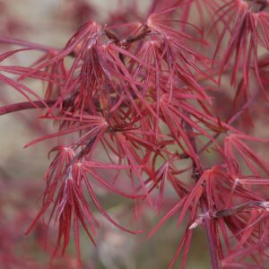 ACER palmatum 'Ueno Yama'