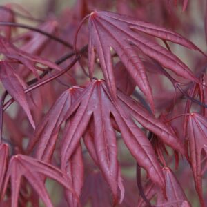 ACER pseudoplatanus