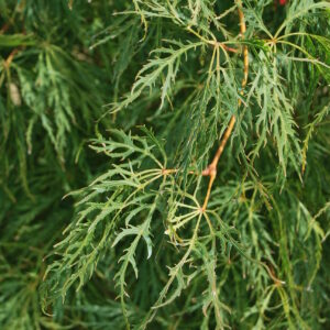 ACER palmatum 'Dissectum Shinonome'