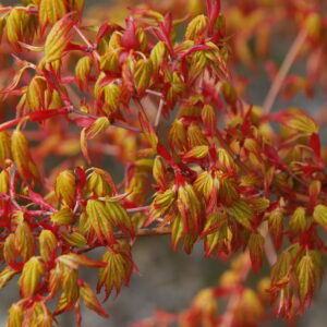 ACER palmatum 'Ueno Yama'