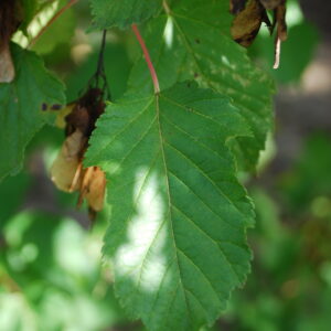 ACER tataricum