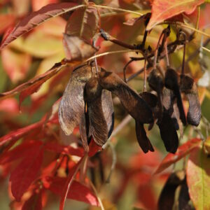 ACER triflorum