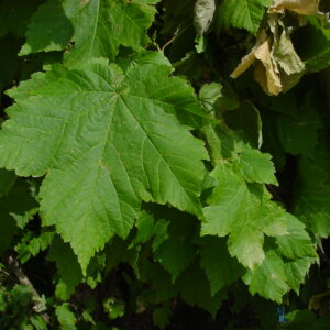 ACER velutinum