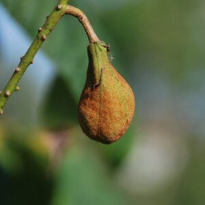 AESCULUS parviflora