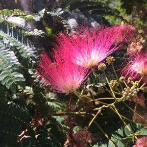 ALBIZIA julibrissin