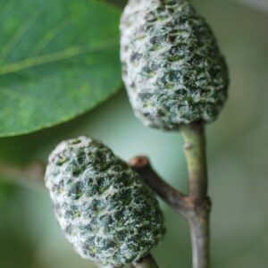 ALNUS glutinosa