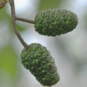 ALNUS glutinosa