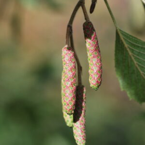 ALNUS subcordata