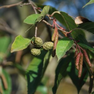 ALNUS spaethii