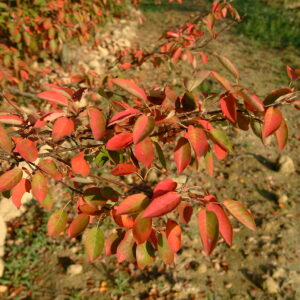 BETULA albo-sinensis