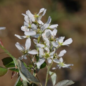 AMELANCHIER canadensis