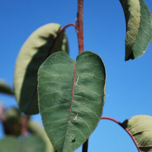 AMELANCHIER ovalis