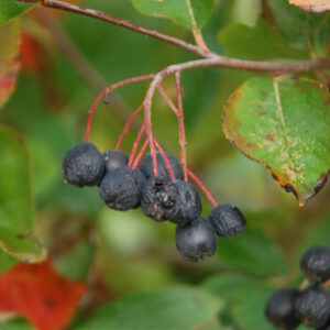 ARONIA grandiflora
