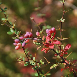 BERBERIS aggregata