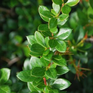 BERBERIS media 'Parkjuwel'