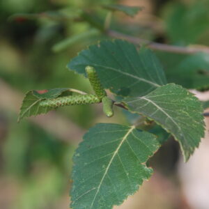 BETULA papyrifera