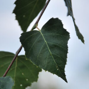 BETULA utilis jacquemontii