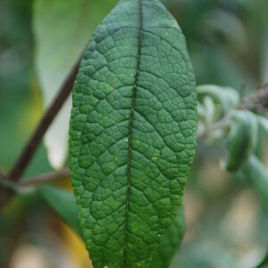 BUDDLEIA davidii 'Ile de France'