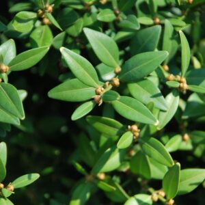 BUXUS sempervirens