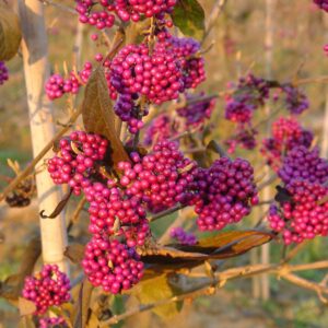 CALLICARPA bodinieri 'Abondance'