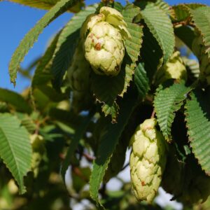 CARPINUS japonica