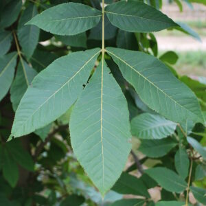 CARYA ovata