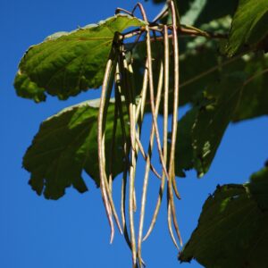 CATALPA speciosa