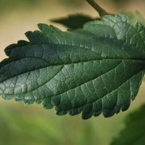 CELTIS julianae