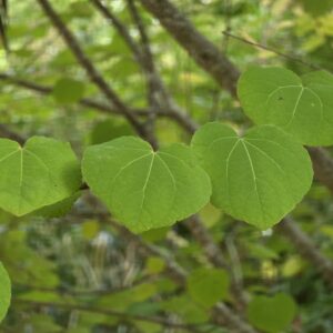 CERCIDIPHYLLUM japonicum