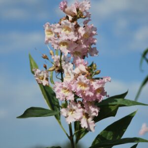 CHITALPA tashkentensis 'Pink Dawn'