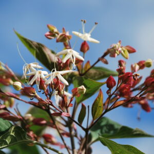 CORNUS stolonifera 'Flaviramea'