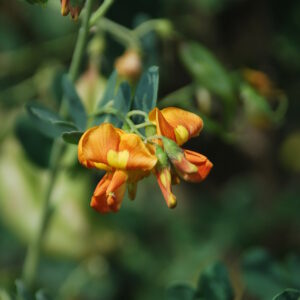 COLUTEA orientalis