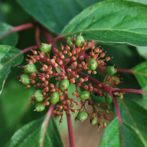 CORNUS alba