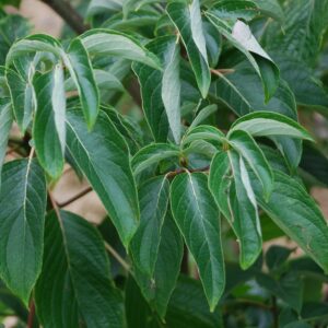 CORNUS controversa