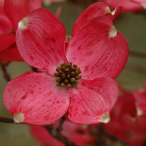 CORNUS officinalis