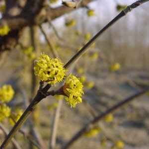 CORNUS mas