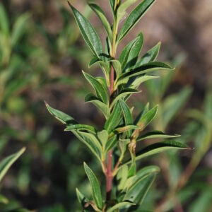CORNUS paucinervis