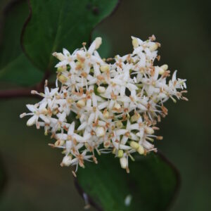 CORNUS sanguinea