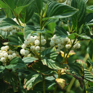 CORNUS stolonifera 'Flaviramea'