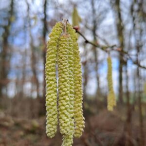 CORYLUS maxima 'Purpurea'