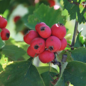 CRATAEGUS pennsylvanica