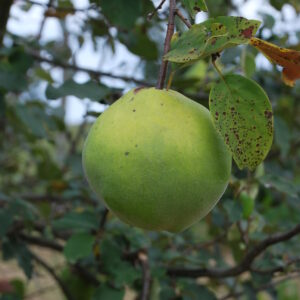 CYDONIA oblonga