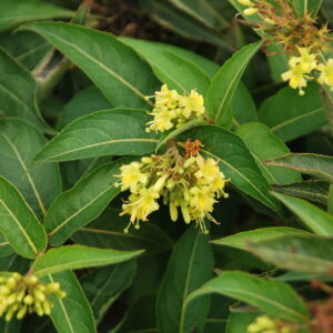 DIOSPYROS rhombifolia
