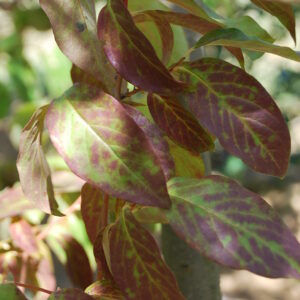 DIOSPYROS virginiana