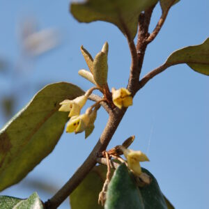 ELAEAGNUS macrophylla