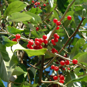 ELAEAGNUS umbellata