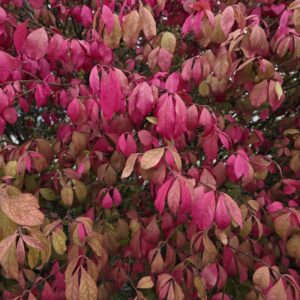 EUONYMUS alatus 'Compactus'